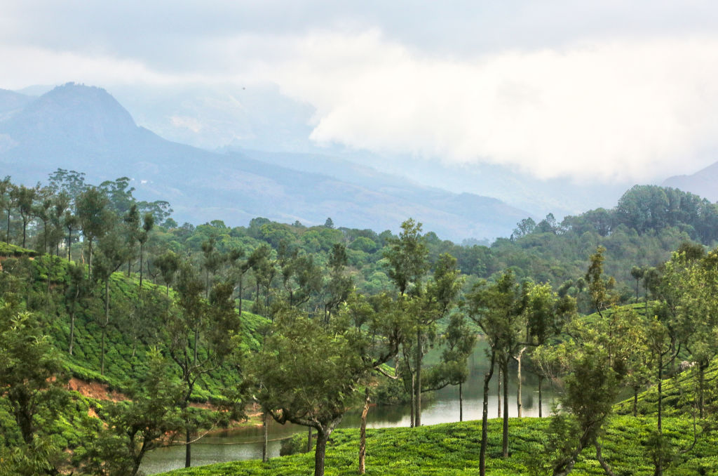Tea plants growing along the hills of a tea estate