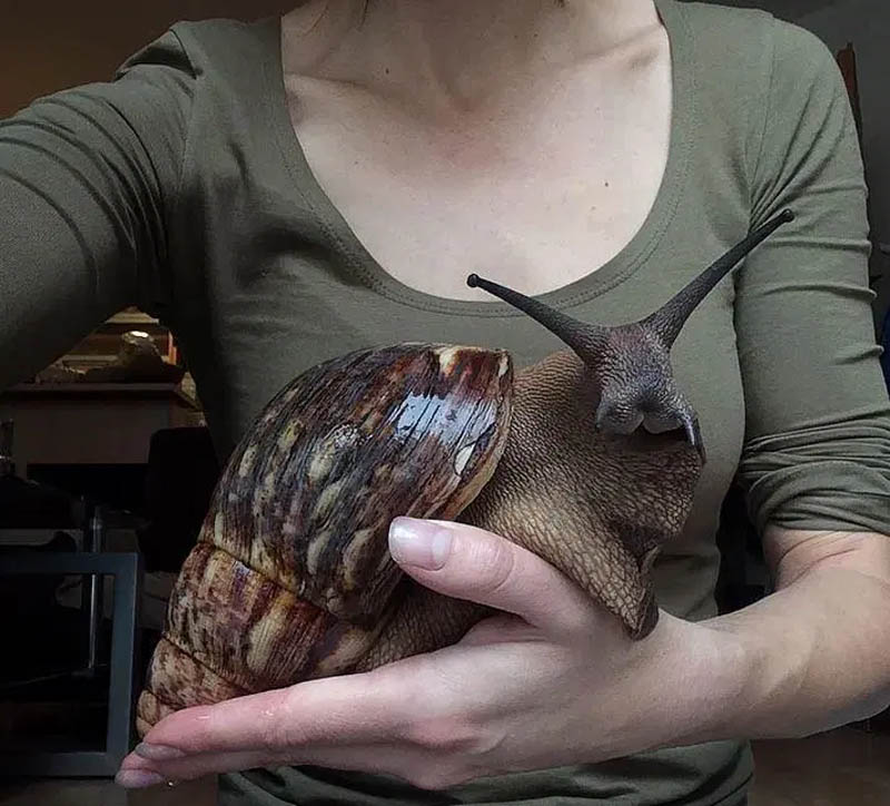 snail foot long 