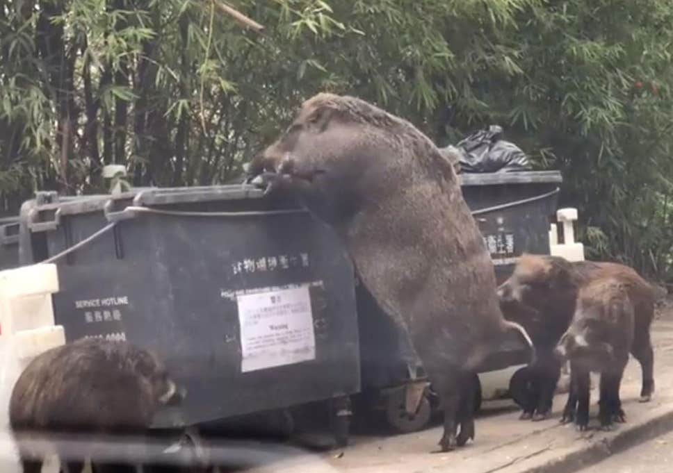 wild-boar-large