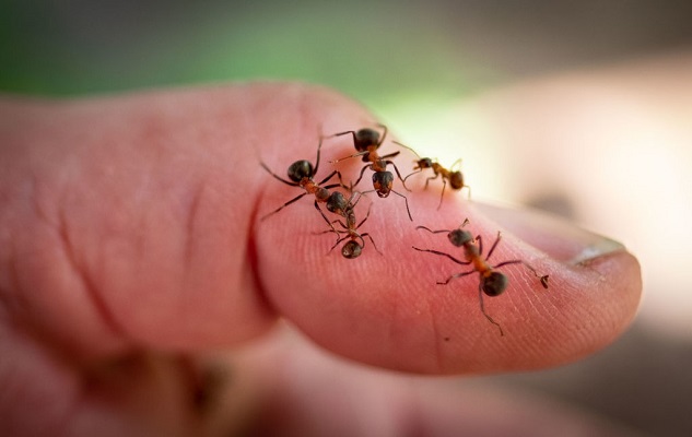 19 Bicarbonato de Sodio 7