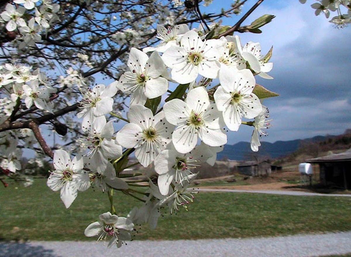Bradford pear tree sprouts white flowers.
