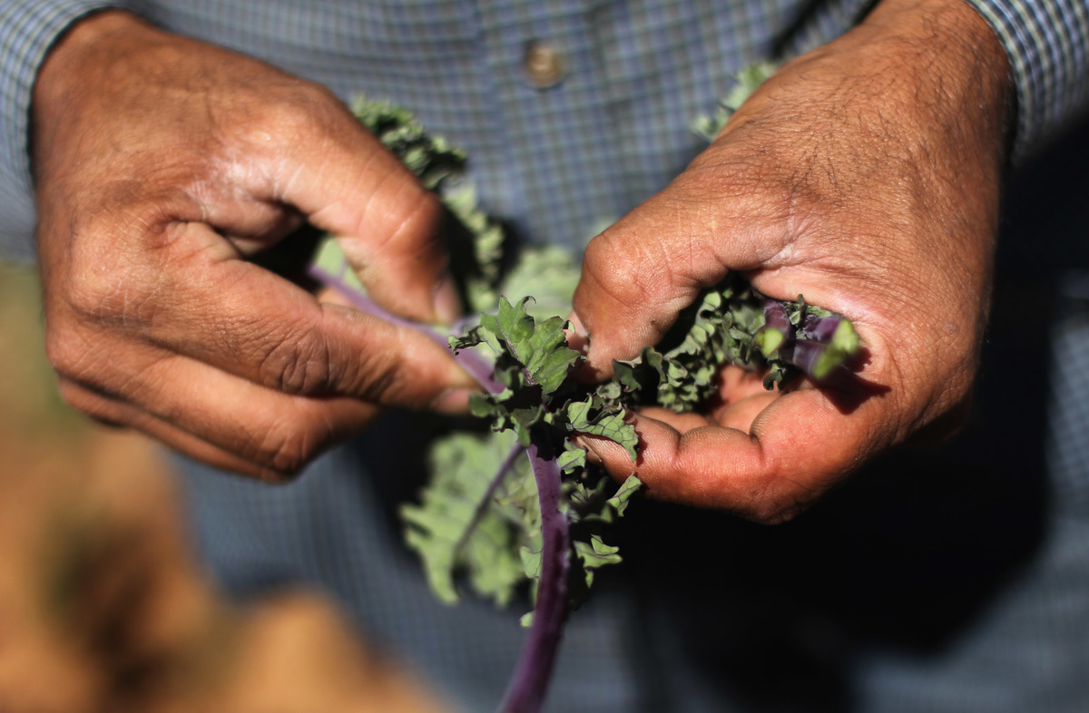 A farm worker from Mexico inspects organic kale.