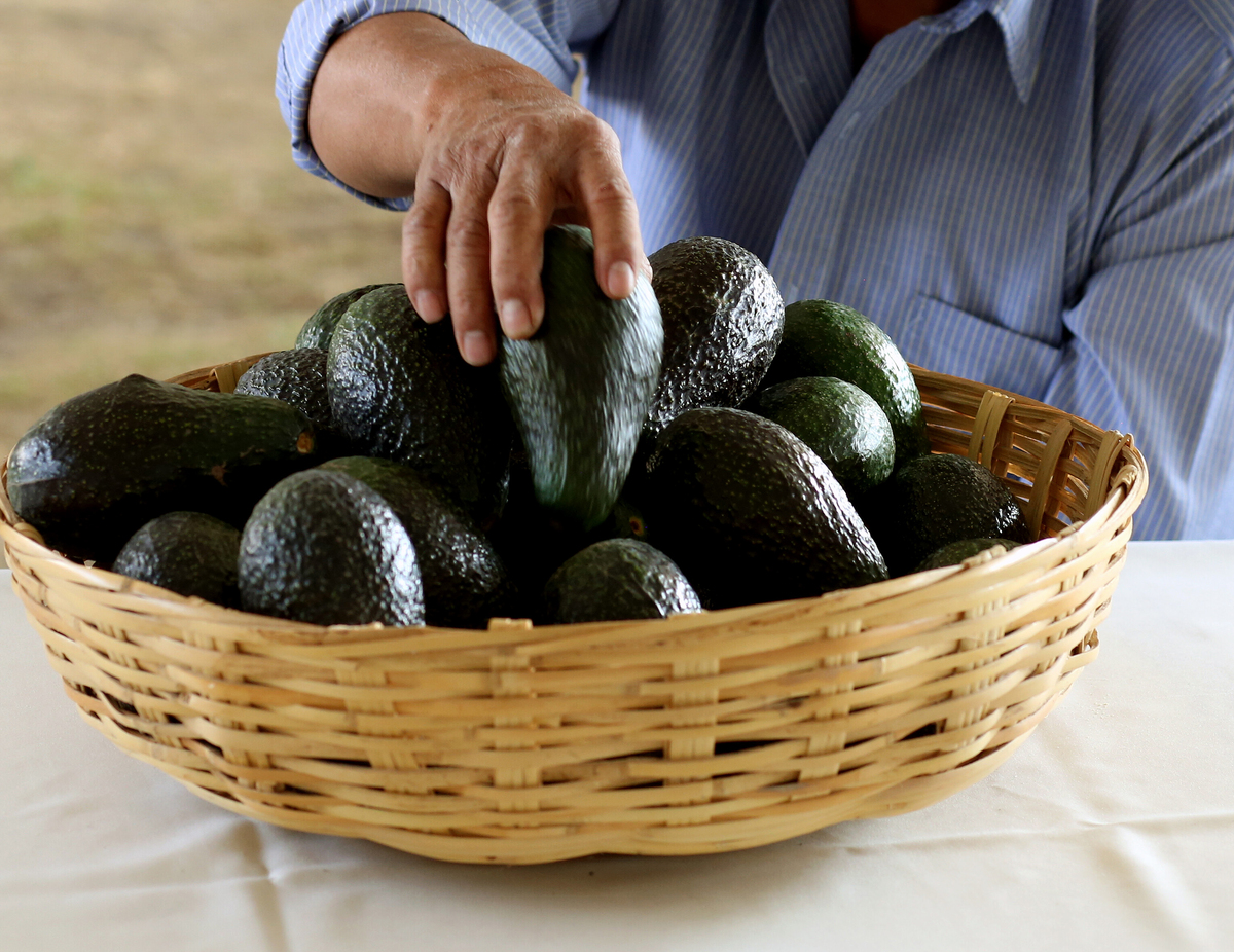 A farmer puts an avocado on a basket.
