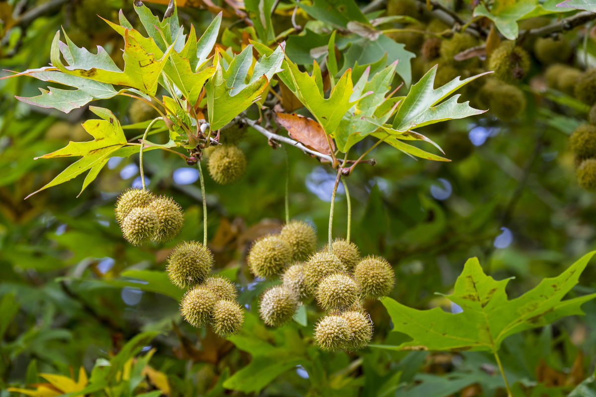 Spiky seeds hang from an old world sycamore.