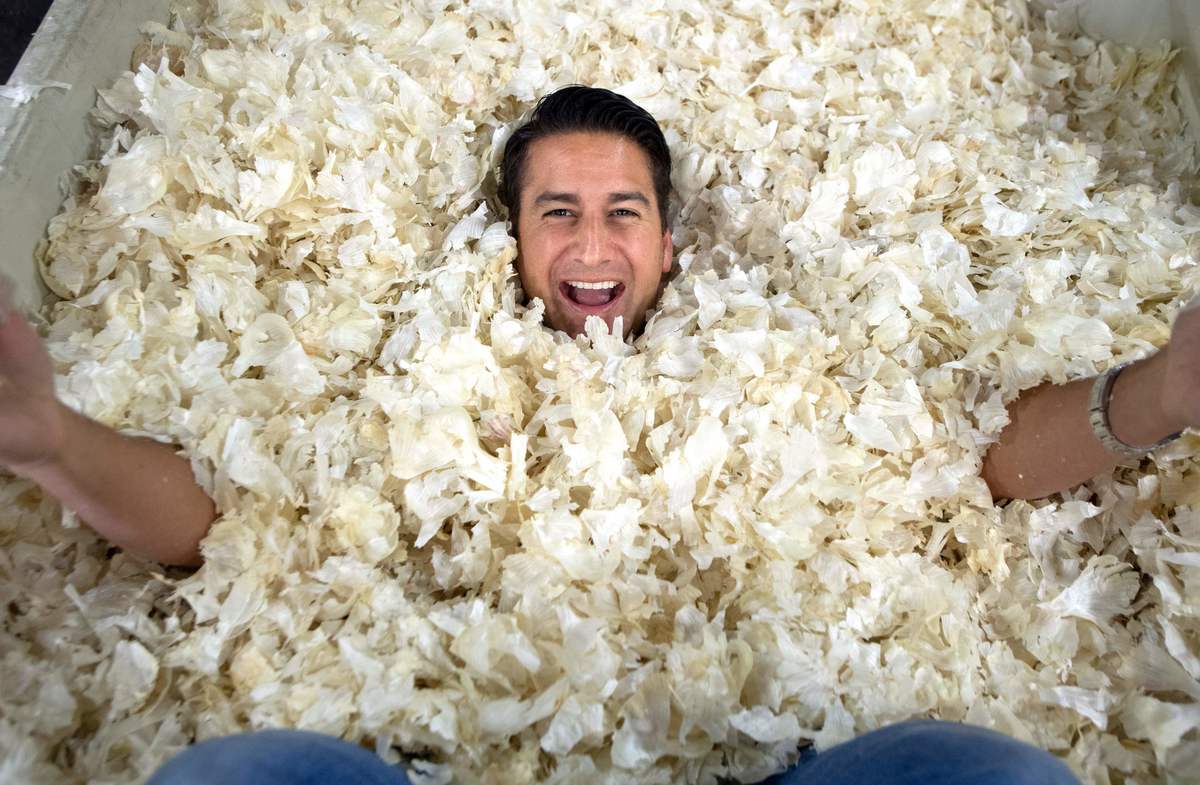 Christopher Ranch Executive Vice President Ken Christopher poses for a photo after burying himself in a crate of garlic skins.