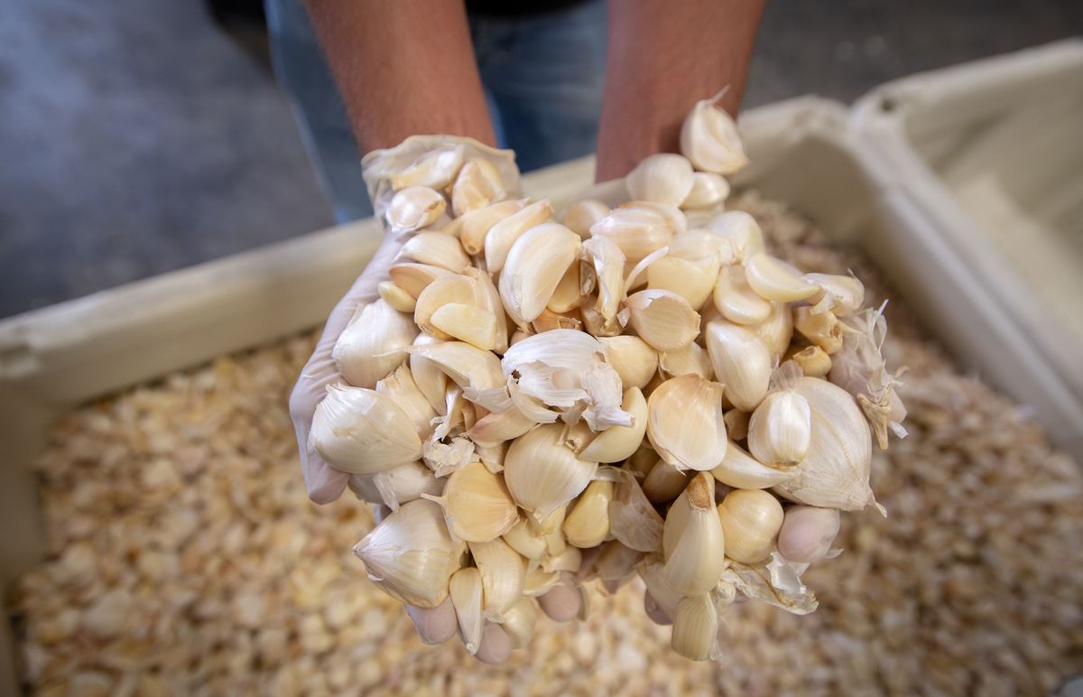 A man holds a handful of garlic bulbs at the production line.