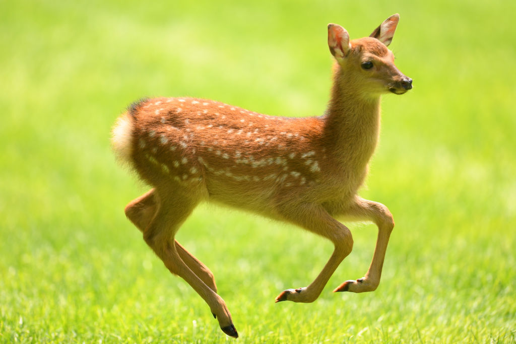 Don't Harass Any Of The Local Animals