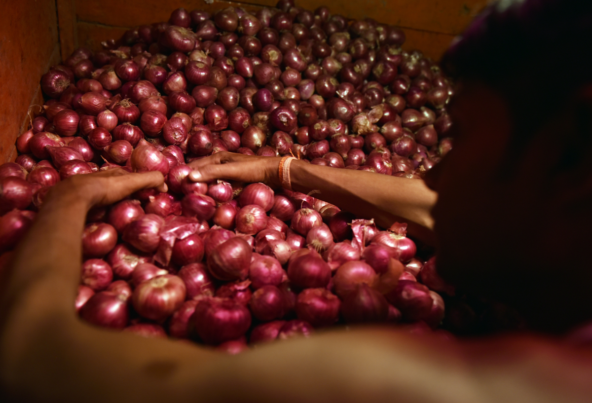 Woman gathers red onions from a wholesale onion market.