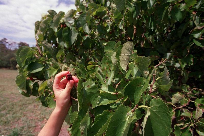 Person picks mulberry fruit off of a tree.