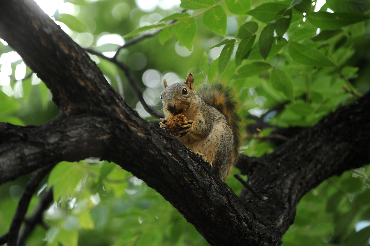 A squirell enjoys black walnuts from a tree
