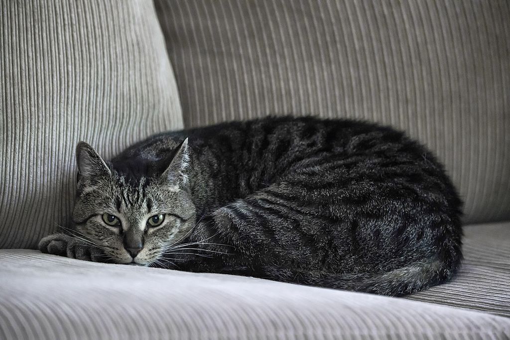 Cat laying on couch 