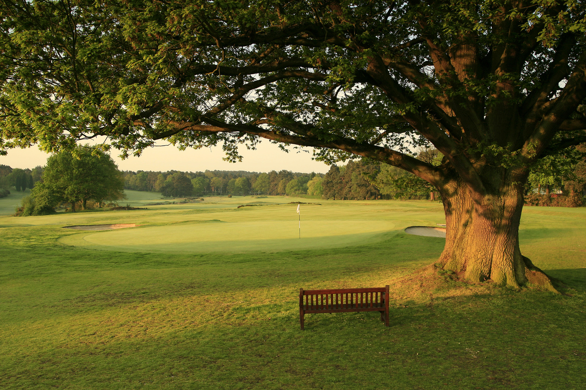 A tree overhangs a bench in the Sunningdale Golf Club Old Course hole 18.
