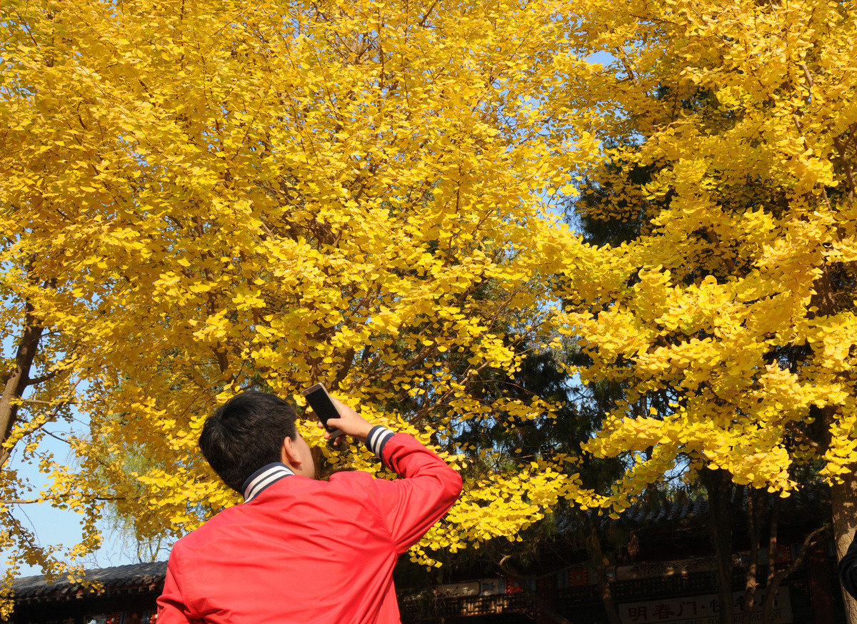 A man takes photos under ginkgo trees during autumn in Beijing, China.