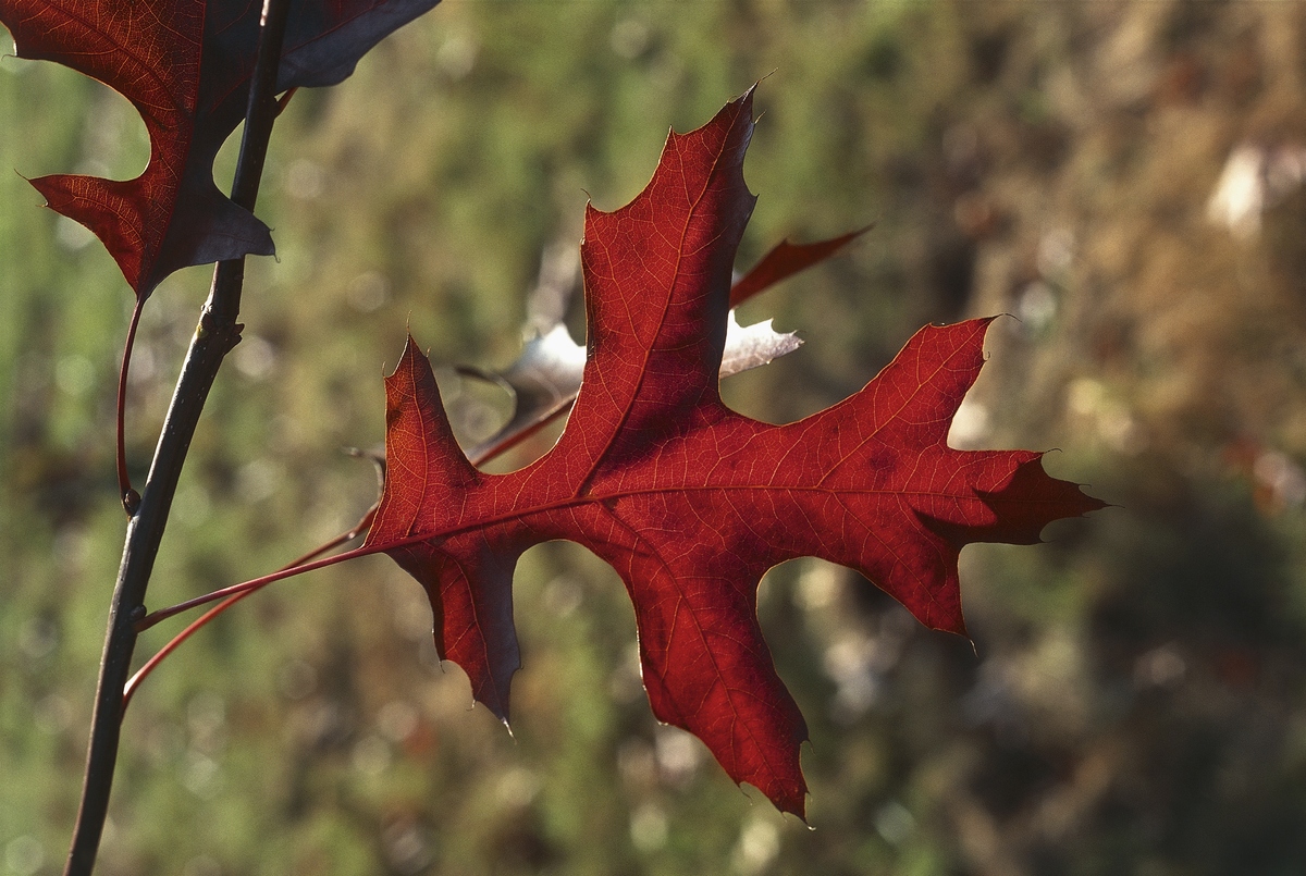 Camera catches a close-up of red oak leaves.