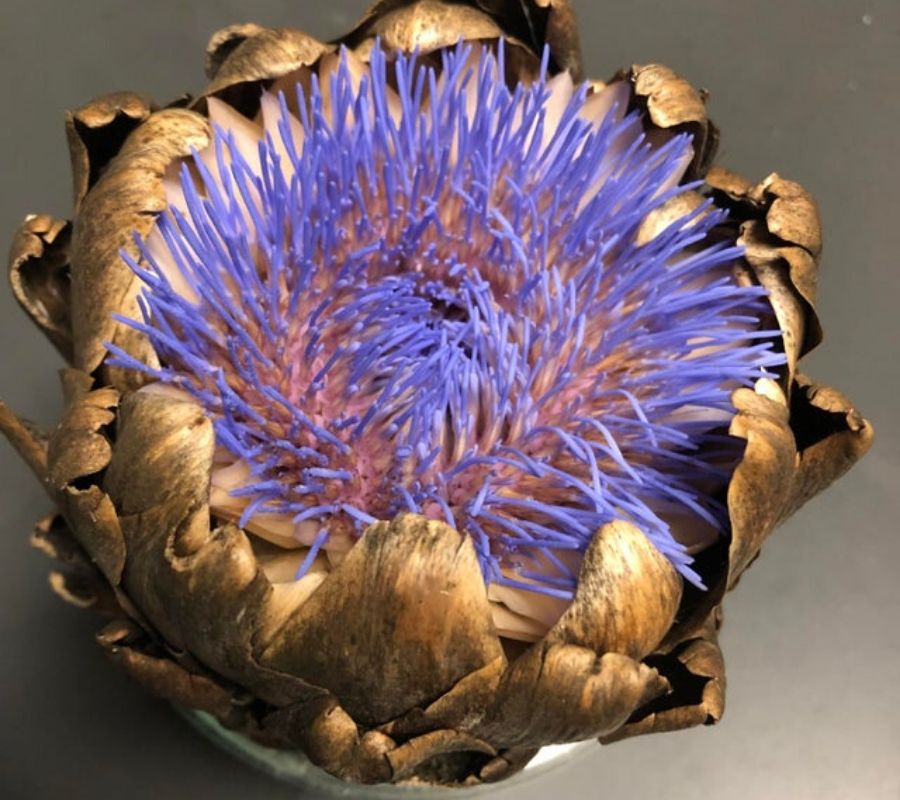 old artichoke grew into flower