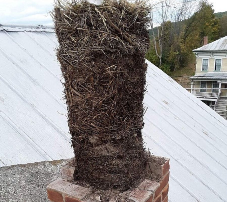 25 generations of bird nests in an old unused chimney