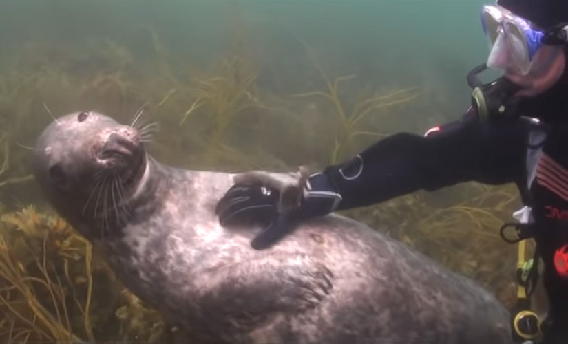 belly-rub-seal-diver