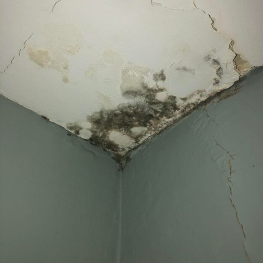 black mold in the ceiling