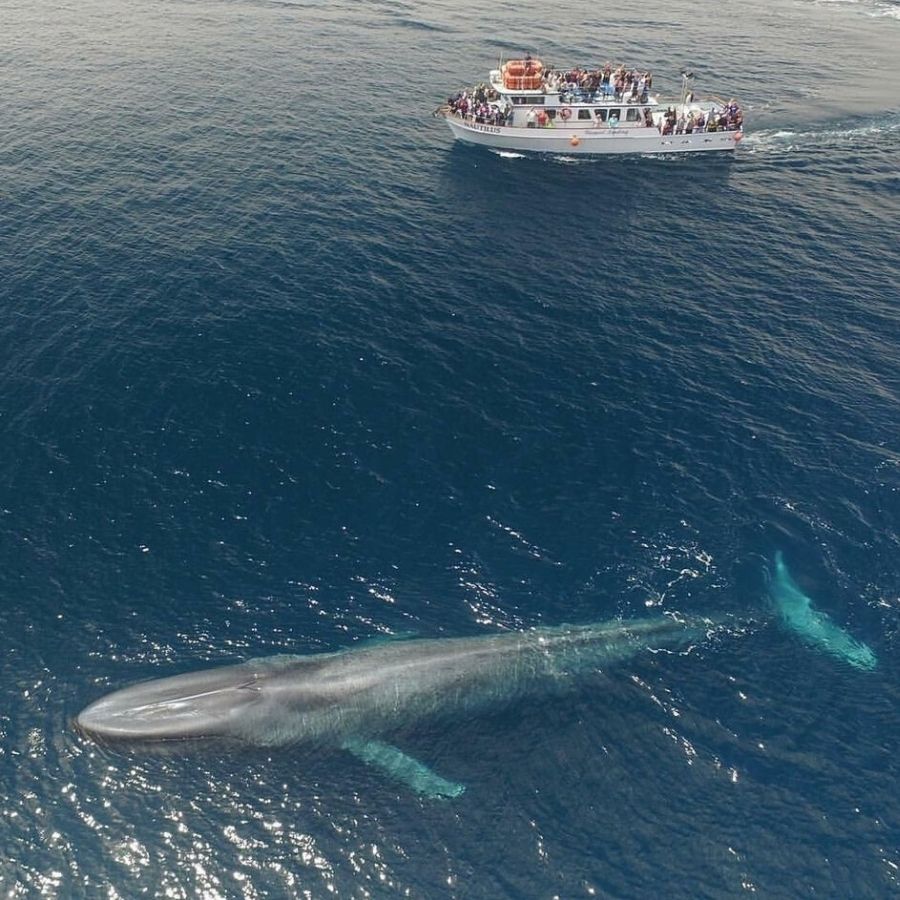 75 foot boat sailing beside blue whale