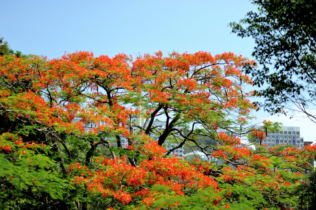 A Chinese flame tree is near the University of Hong Kong.