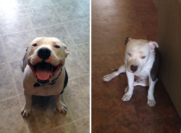 side by side photo of a dog when their owner comes home versus when they are leaving