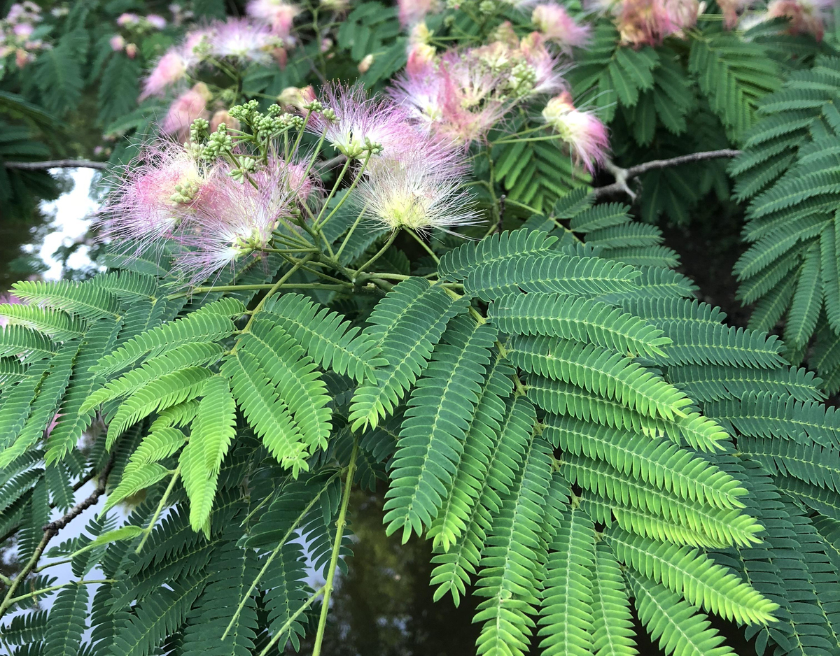 A mimosa tree blooms pink flowers.