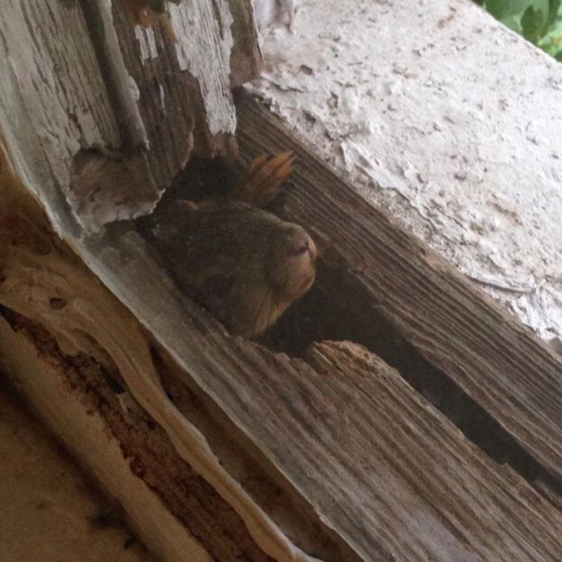 new roommate squirrel