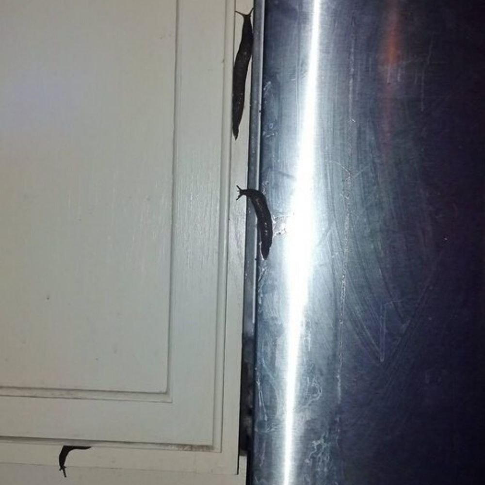 slug infestation at their house