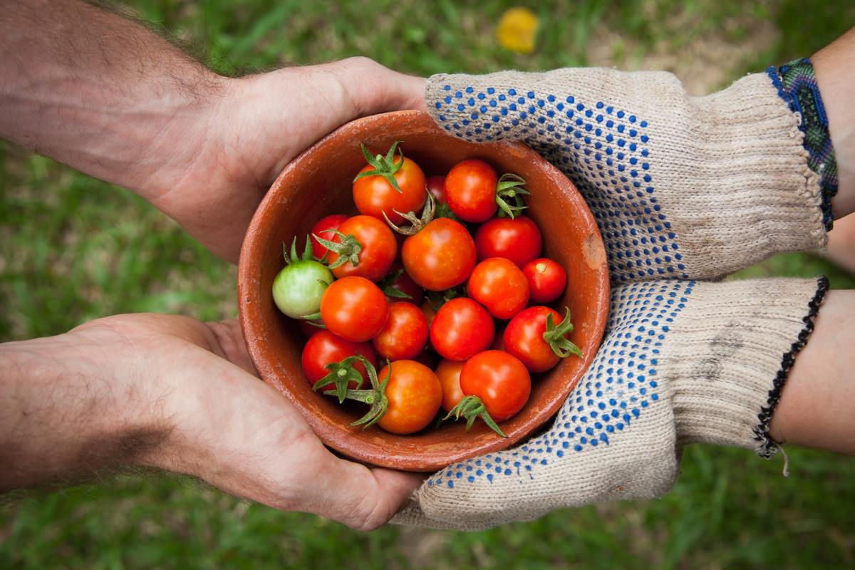 Two people hold a bowl of miniature tomatoes.