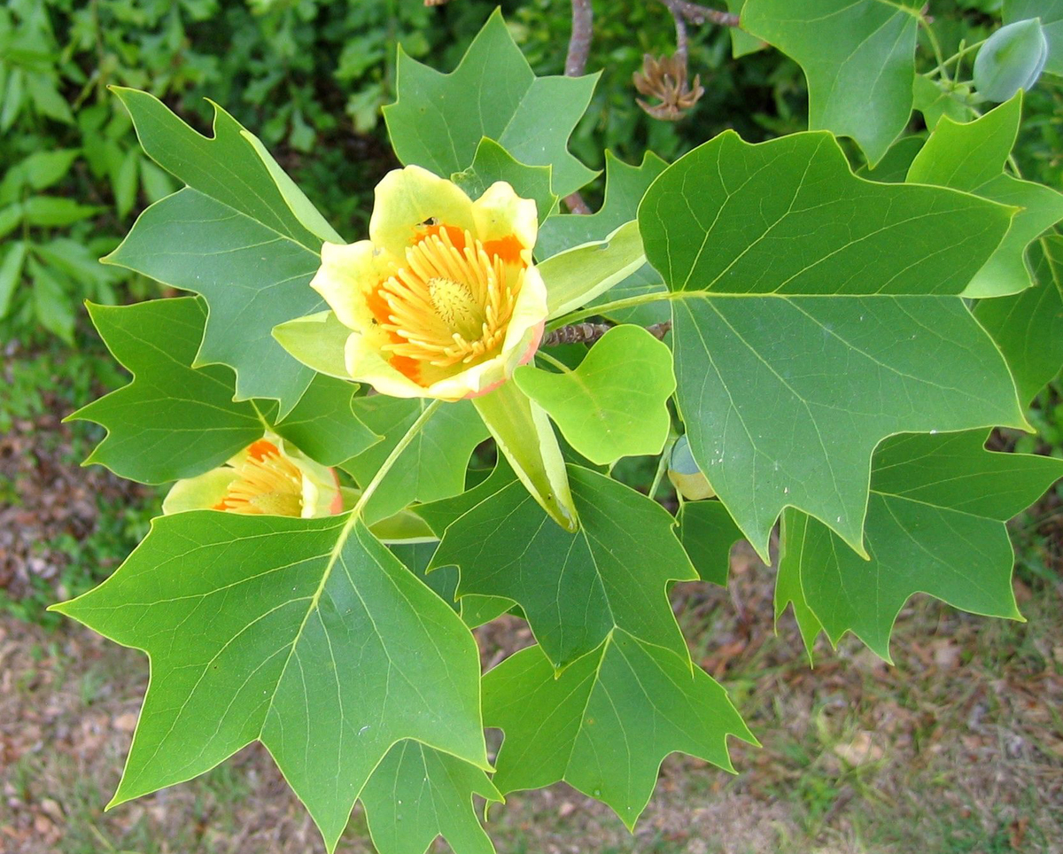 A tulip blooms on the branch of a tulip poplar.