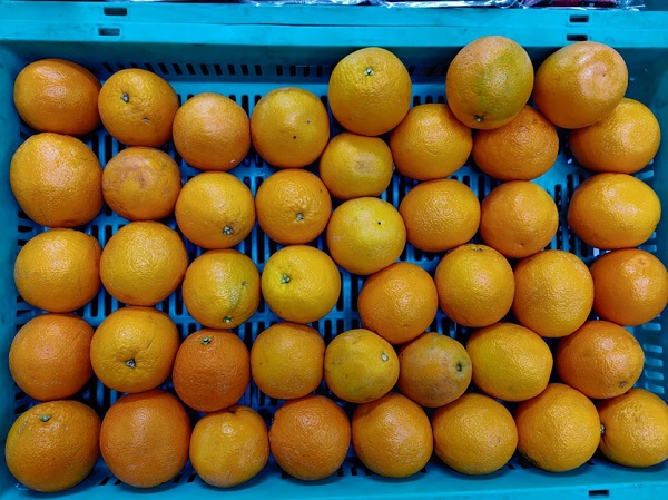 11 Alimentos Diabéticos 13