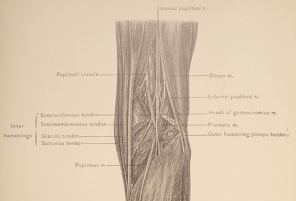 Diagram of leg muscle 
