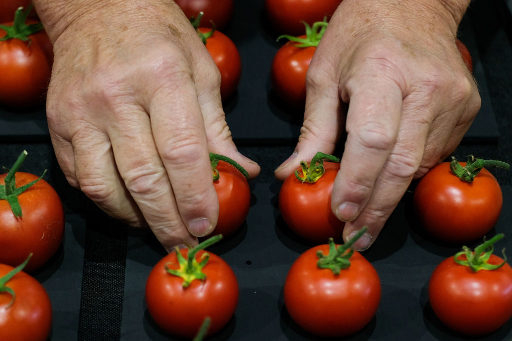 a close-up of someone squeezing small tomatoes