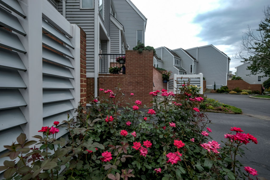 Don't Think About Planting Too Many Roses