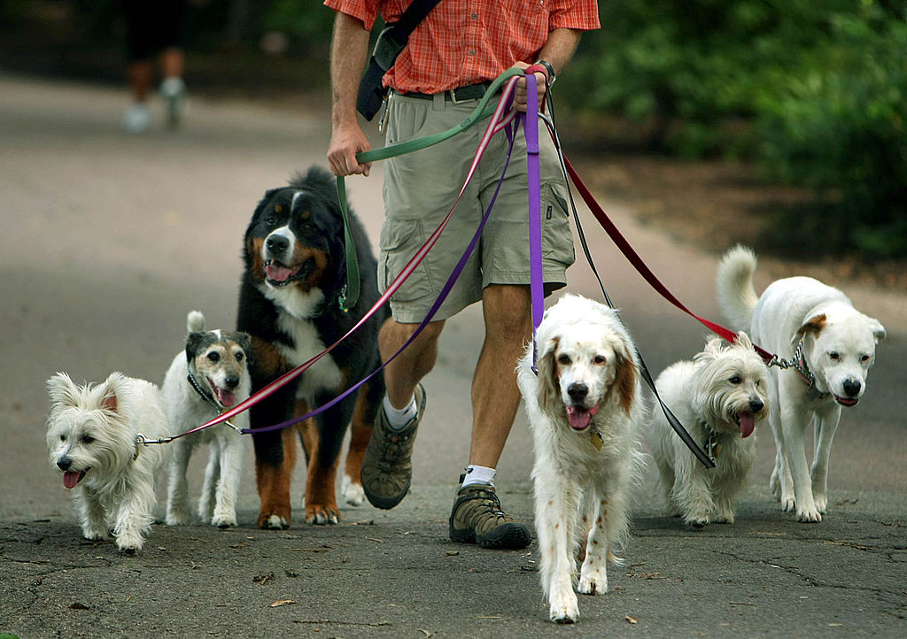 Your Dog Leash Best Be The Correct Length