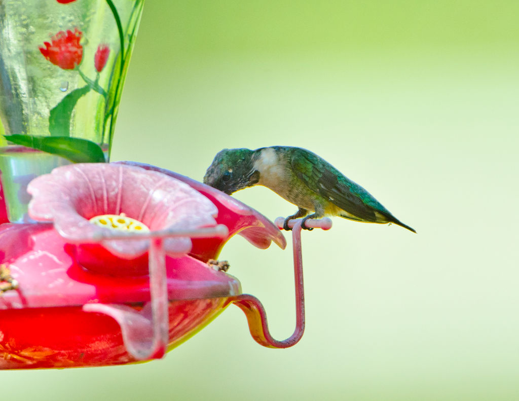 No Hummingbird Feeders
