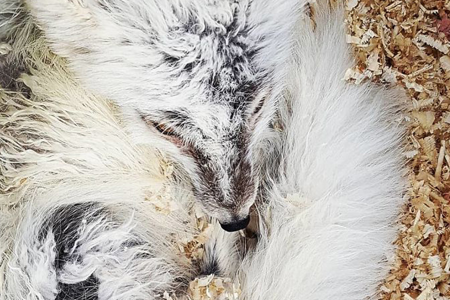 arctic-fox-coming-into-shore-after-rescue-89371 arctic-fox-coming-into-shore-after-rescue-89371