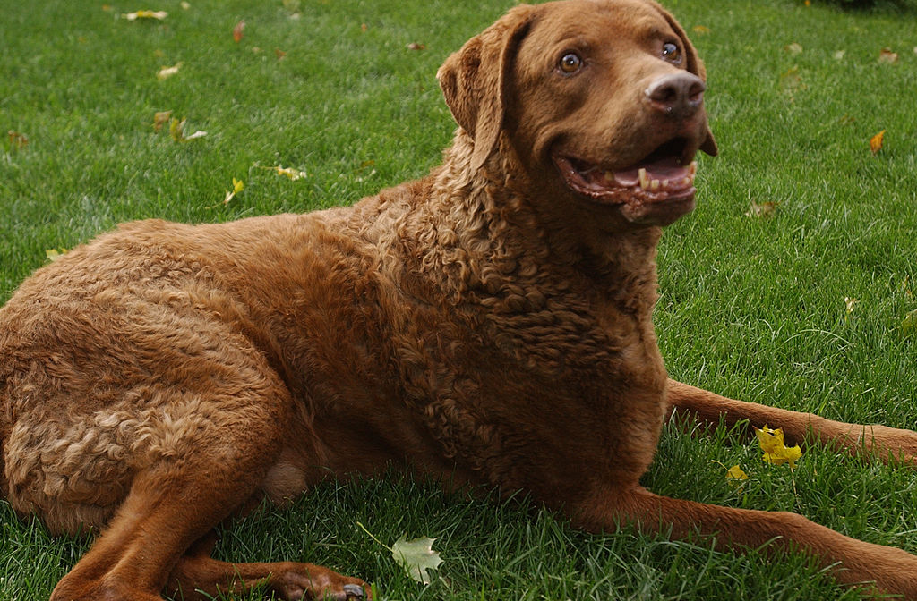 A Chesapeake Bay Retriever looks bright eyed while lying in the grass.