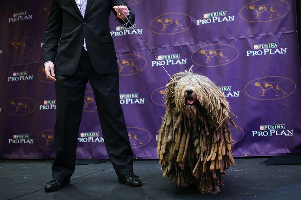 A Bergamasco Sheepdog stands next to its owner at a dog show.