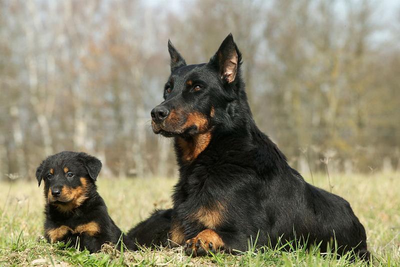 A Beauceron stares into the distance.