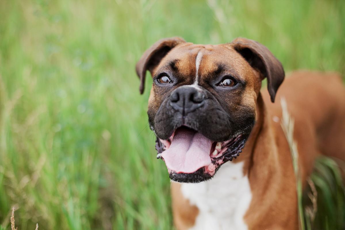 A Boxer dog where a big smiles in a grass field.