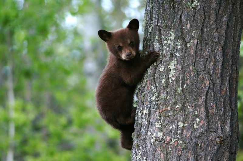 baby-bear-climbing-tree