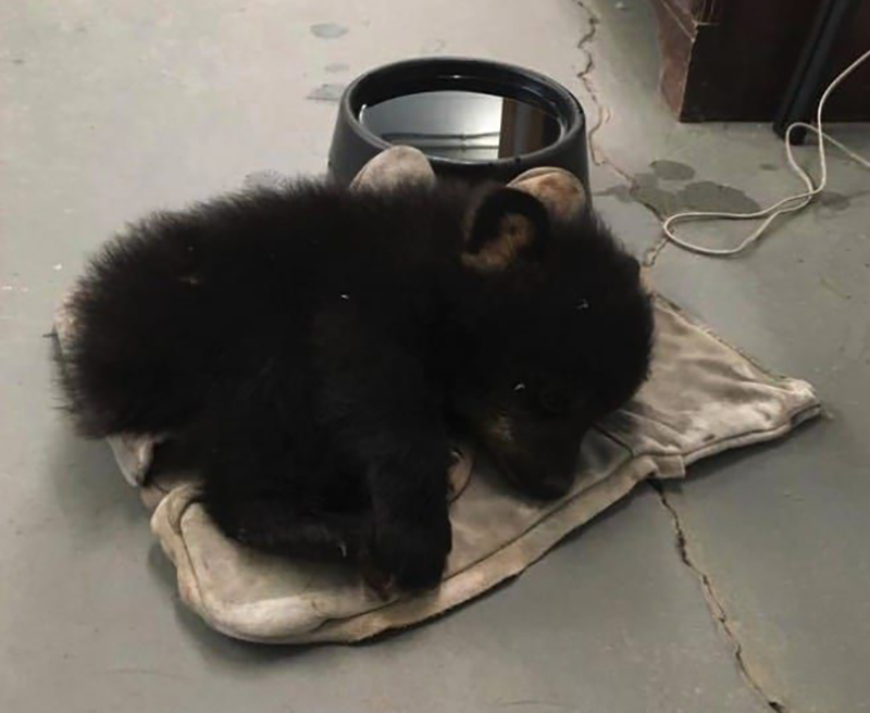 baby-bear-laying-inside