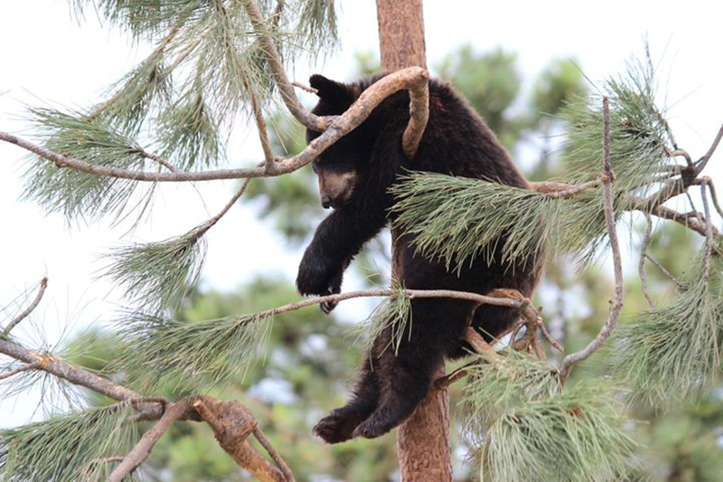 young-bear-in-tree