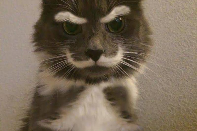 015-why-do-you-think-i-am-cross-2563386-15044