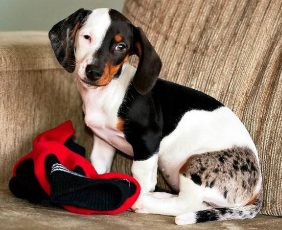 017-this-sausage-looks-funny-2563603-87886