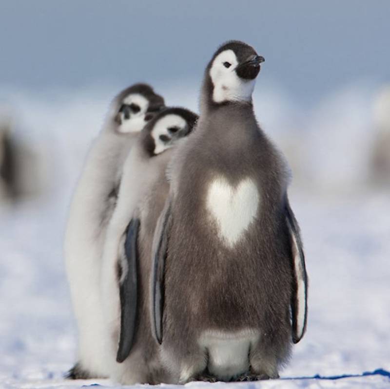 AnimalLoveEdits_04-47875