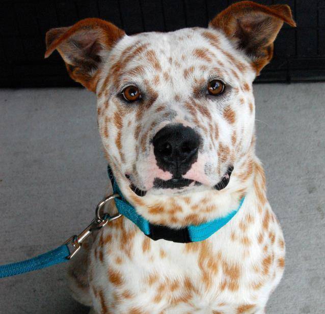 AnimalLoveEdits_05-41275