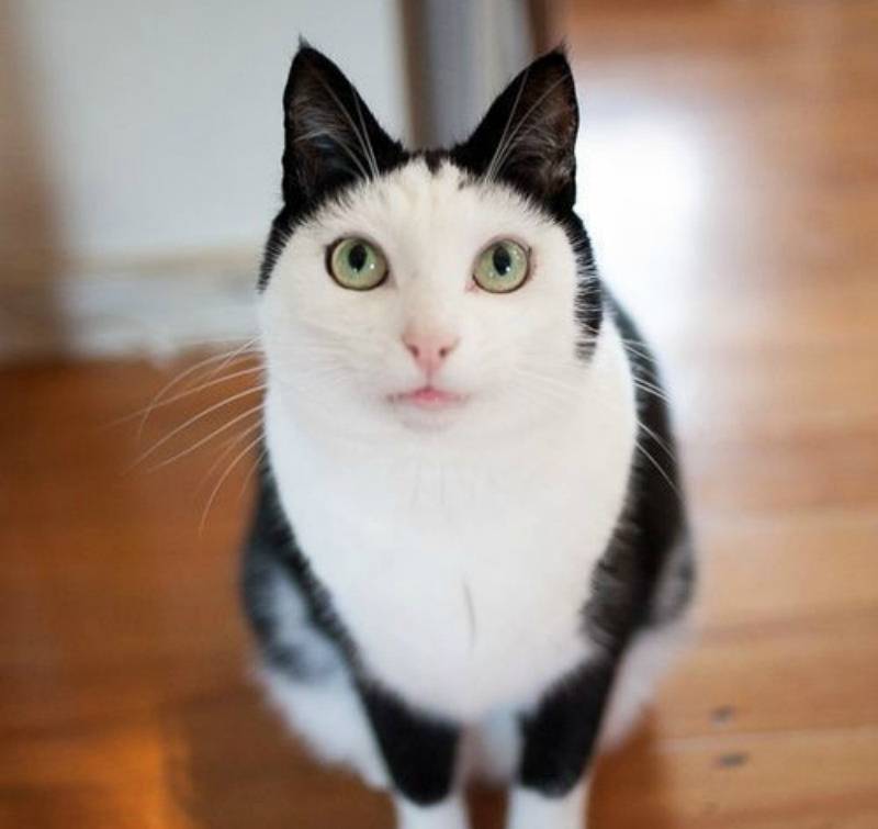 AnimalLoveEdits_06-55131