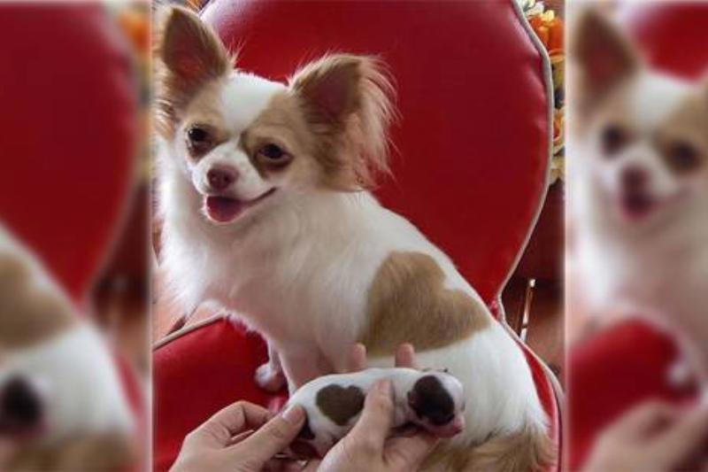 AnimalLoveEdits_13-71198